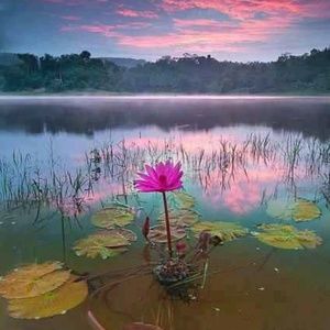 Meet your Posher, Cat